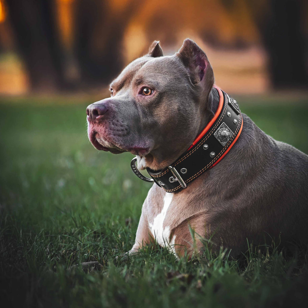The "Eros" collar 2.5 inch wide black & orange
