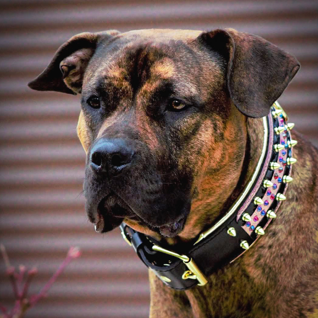 The Candy Dog Collar Black