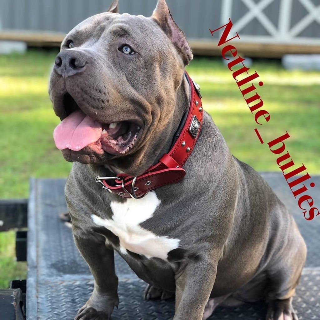 The "Eros" collar 2.5 inch wide RED