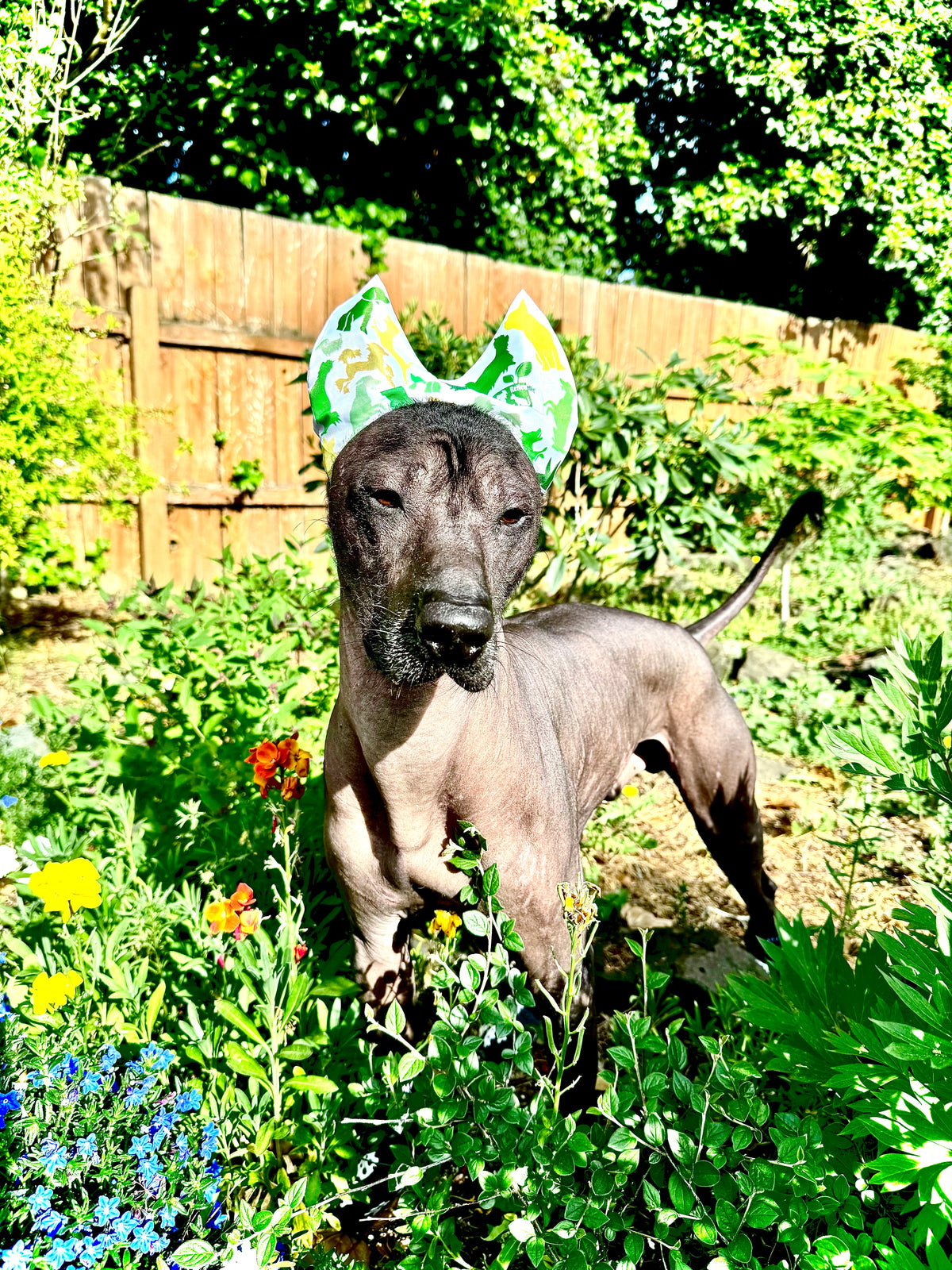 4-ALL PETS SHOWER / EAR / SUN CAP!