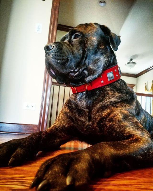The "Eros" collar 2.5 inch wide RED