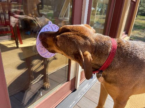 Lotus Design eMat - Enrichment Lick Mat For Dogs and Cats - With Suction Cups | USA Made