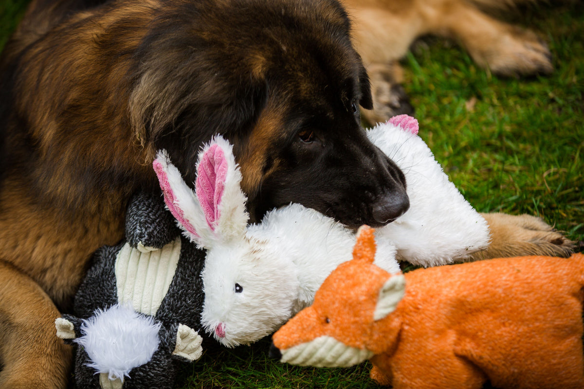 Squooshie™ Skunk Plush Dog Toy