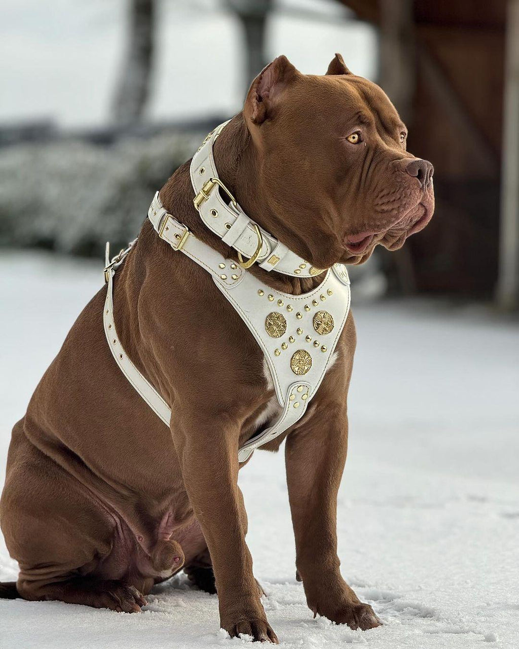 The "Maximus" harness White