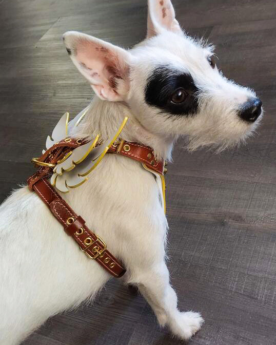 The "Hermeses" leather harness - Small to Medium Size