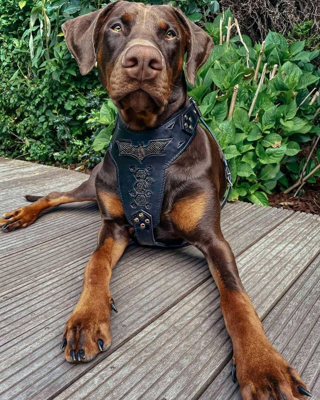 BATDOG HARNESS