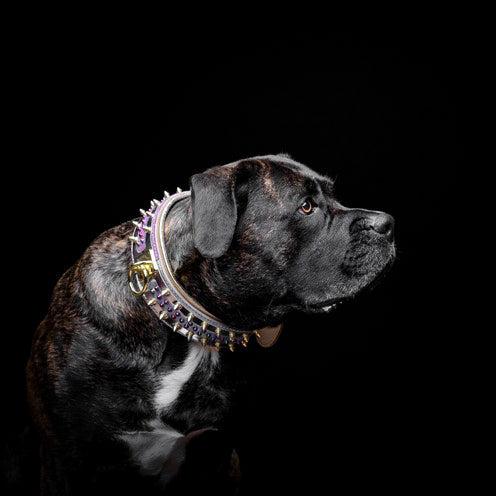 The Candy Dog Collar