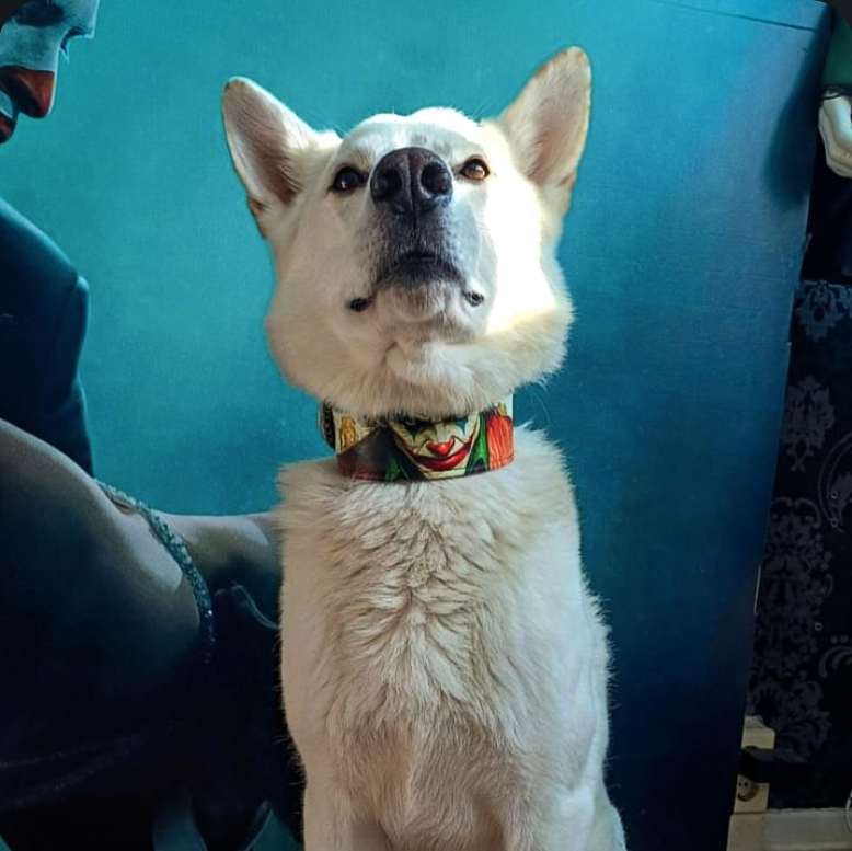 The JK Limited Collar