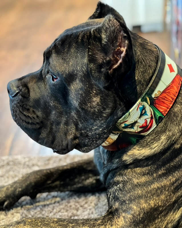The JK Limited Collar